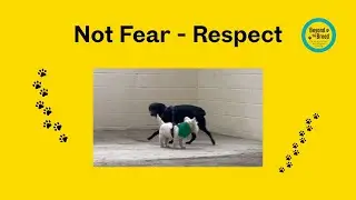 Follower Labrador | Dog Functional Characters: Respect Not Fear
