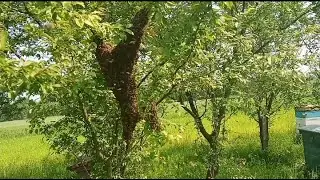 RÓJKA - o której wylatuje? Kto decyduje o wylocie - matka czy pszczoły? (26.05.2023)