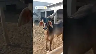 gulabi#cow #animals #bull #animalvideos #shortsvideo #goat #shortsyoutube #shortsvideo #viralvideos