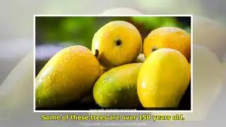 West Bengal Government Seeks GI Tag For Kohitur Mango