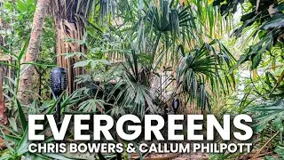 EVERGREEN TROPICAL PLANTS - For a UK jungle garden