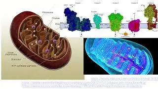 Eukaryotická buňka 2/4: Mitochondrie a plastidy - semiautonomní organely