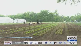 Austin food policy manager worried about future of city's urban agriculture | KXAN News Today