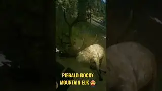 BIG BOY ROCKY MOUNTAIN ELk Call of the Wild #shorts #thehuntercotw #viral