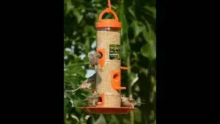 cute birds #savebirds #fellingsbirds #smallbirds whatsapp status