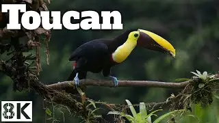 Amazing Toucan Birds - 4K Nature HRD - Toucan 4K View - Toucan Travel Vidio - 4K Video Ultra HD