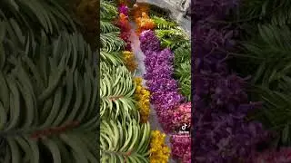 Mokara orchids are ready to send to customer