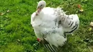 Royal Palm turkey hen strutting