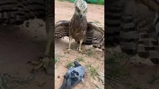 CROWN EAGLE VS PIGEON 🔥#eagles #wildlifeentertainment #birds #birdofprey #eagle #shorts