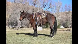 Trixie ~ 2017 Bay Roan Mare | Ranch | Roping | Trails