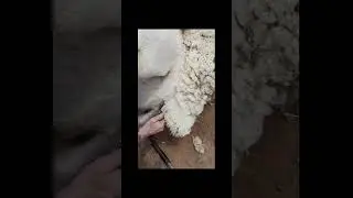 That jump at the end 😂#sheep #lamb #sheepshearingday #wool #shearing #sheep365 #islandlife #dji