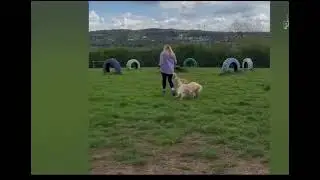 Best pet Videos of, 2024 ￼￼