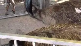 Emu Bird at big Cat Habitat in Sarasota,Florida