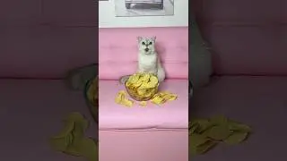 The cat stole my chips😂 #cat #cats
