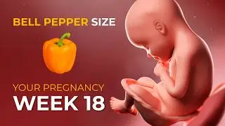 Week 18 Pregnancy Update: Baby Can Hear You Now 👶🎧 | Brain & Growth Milestones