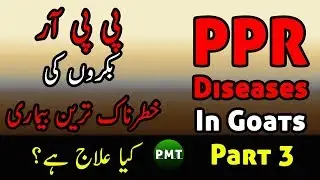 PPR & Foot Rot Goats Disease with Symptoms Vaccination Precautions, Cure & Treatment Details in Urdu