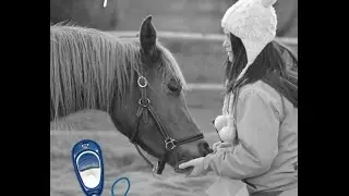 Explications et Mise en place du Clicker Training avec son cheval