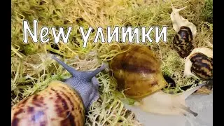 NEW УЛИТКИ. Эгрегии леуцисты. Овум сильвер, меланик.