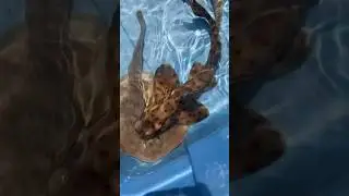 California stingrays and horn shark!