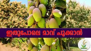 വീട്ടിലെ മാവ് ഭ്രാന്ത് പിടിച്ചത് പോലെ കായ്ക്കും.ചെയ്യേണ്ടത് ഇത്ര മാത്രം/mango tree/maavu/മാങ്ങ