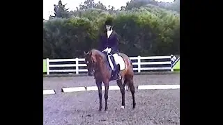 My thoroughbred ex=racehorse JK. In a showjumping lesson and also doing a Novice test