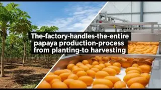 the-factory-handles-the-entire-papaya-production-process-from-planting-to-harvesting
