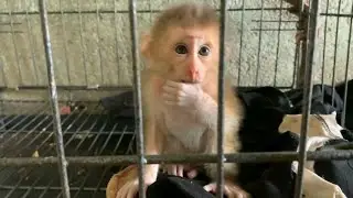 rescue two baby monkeys that were thrown away in captivity