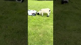 Video of the Day| Meet the world&rsquo;s cutest sheep with LUBA!