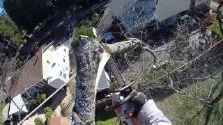 Удаление арочного черного дуба