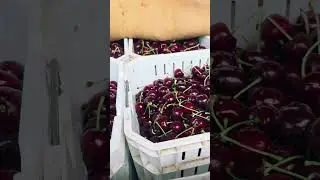 Intense Chilean cherry season 2025-2026🍒🇨🇱