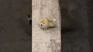 Rocky time#like #live #pomeranian #love