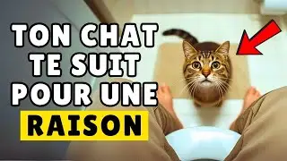 Pourquoi Mon Chat Me Suit-il Partout ? Comportement F&eacute;lin Expliqu&eacute;