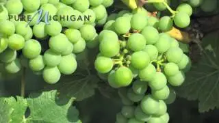 Michigan Grape and Wine Industry |  Pure Michigan