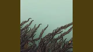 Floating Weeds