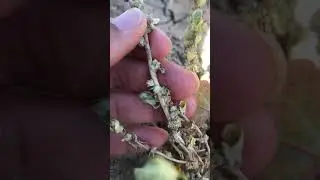 San Jacinto Valley Crownscale -Atriplex coronata var. notatior California rare plant