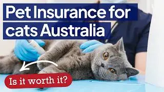 Pet Insurance for Cats in 2025 - What Aussie Pet Owners Need to Know