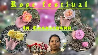 Rose Festival || First Time in rose festival || #kashi  #choosingmyself #rosefestival #chandigarh