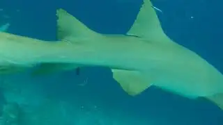 The Maldives --- SHARK POINT