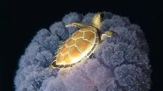 The Golden Turtle