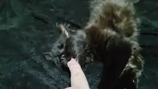 Adam and his little toe beans