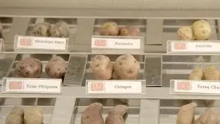 Can potatoes really grow on Mars?