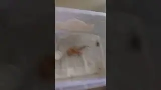Kagamio makan jangkrik