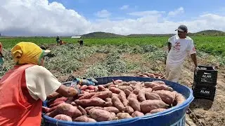 Uma grande colheita de batata doce em São Bernardo Carnaubal Ceará.