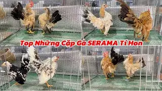 Lên 5 cặp gà serama mini mới và chia sẽ điều quan trọng cho người mới bắt đầu nuôi cách chọn gà 