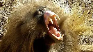 The Animals With the Biggest Teeth &mdash; You Won&rsquo;t Believe These Fangs!