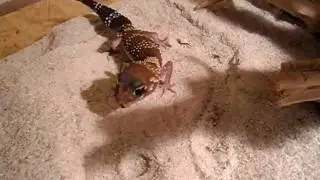 Underwoodisaurus milii eating