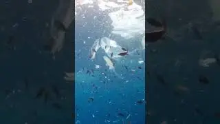 Fish swimming in plastic (Mediterranean sea)
