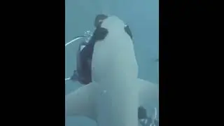 Sharks getting pets #cute #sharks