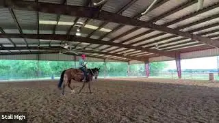 The drill to lift your barrel horse's shoulder is shortening it's stride & collapsing lungs!