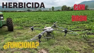 Aplicación de herbicida selectivo con Drone. ¡Estamos de vuelta!